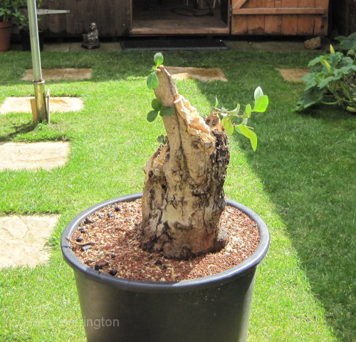 Large Privet Bonsai Progression 